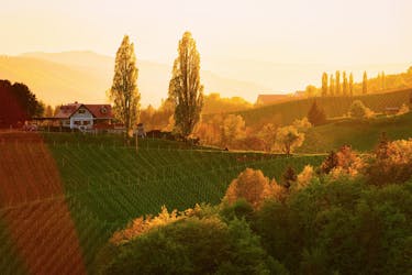 Viagem de um dia à região vinícola de Maribor, Ptuj e Stajerska de Bled